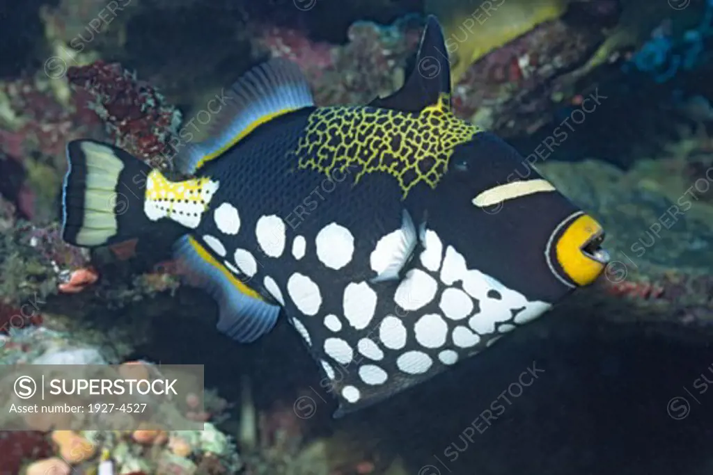 Clown Triggerfish Balistoides conspicillum Papua New Guinea