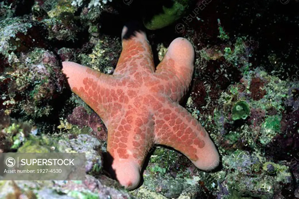 Cushion Sea Star Choriaster granulatus Papua New Guinea