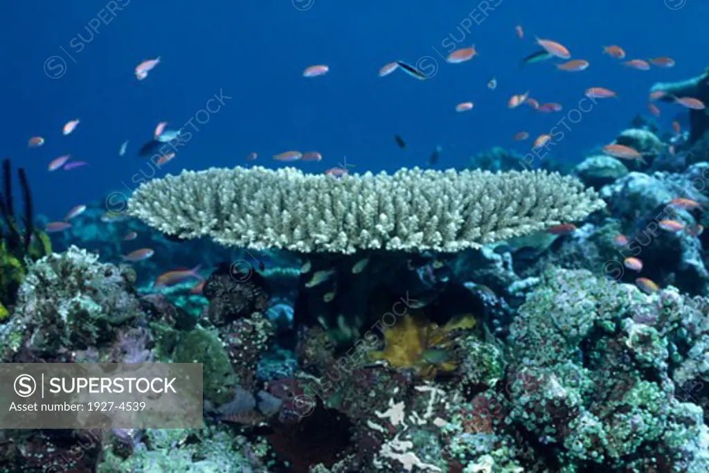Stony Coral provides hiding places for reef fish Acropora sp  Papua New Guinea