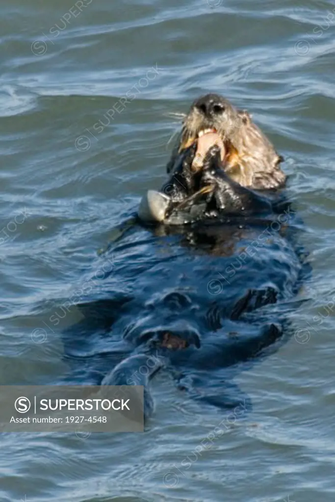 California Sea Otter eating from a shell it has broken open Enhydra lutris Elkhorn Slough  California