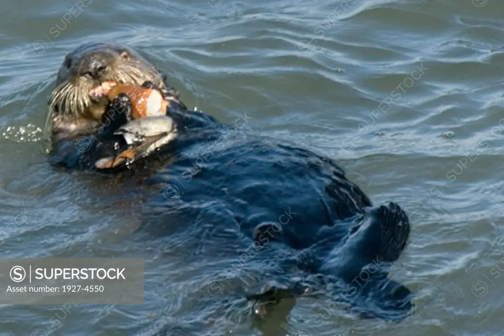 California Sea Otter eating Enhydra lutris Elkhorn Slough  California