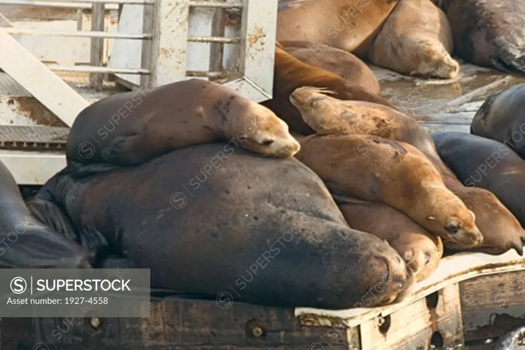 California Sea Lion pup sleeps on tops of it s mother on a dock crowed with them Zalophus californiaus Elkhorn Slough  California