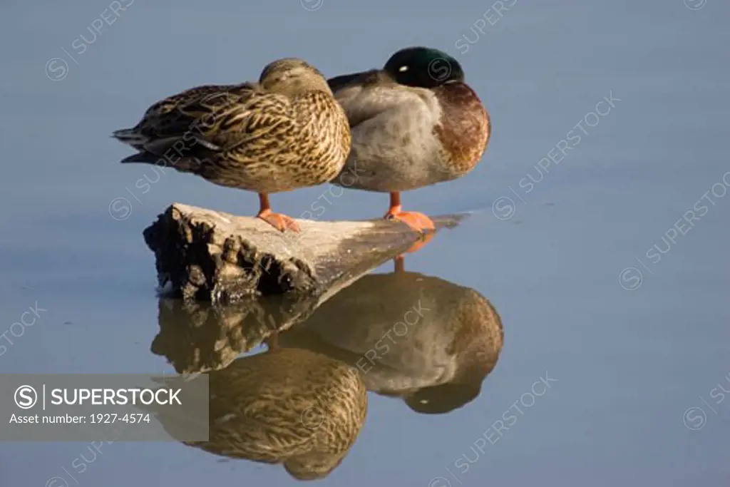 Northern Shoveler Ducks sleeping  male and female Anas clypeata San Joaquin Reserve  California