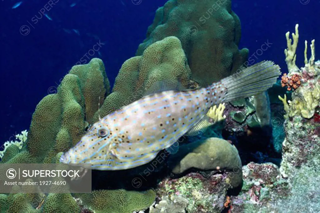 Scrawled Filefish Aluterus scriptus Bonaire  Netherlands Antilles