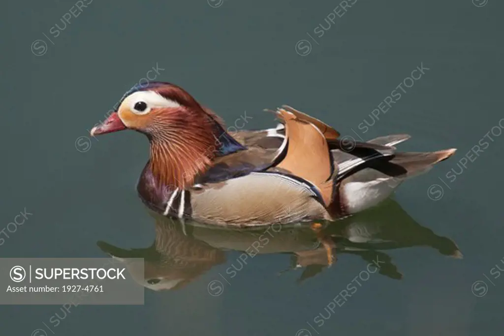 USA, California, Santee lakes, Male Mandarin Duck (Aix galericulata) swimming on lake