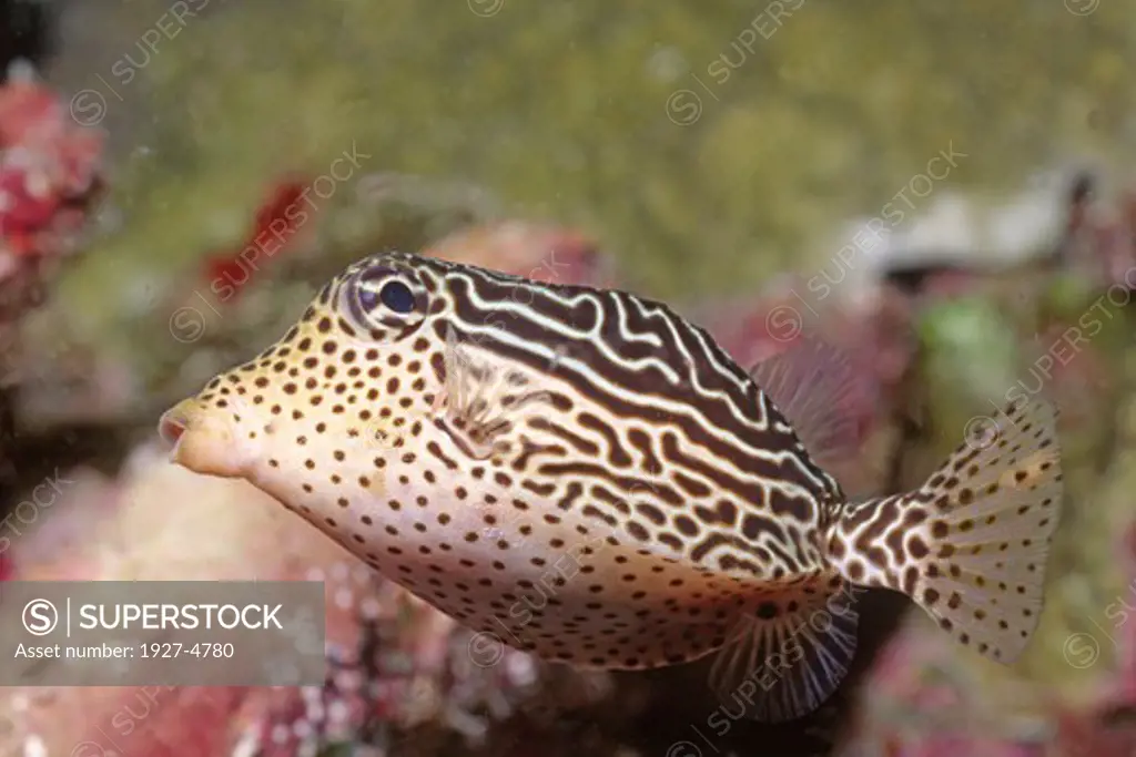 Indonesia, Lembeh Straits, Underwater view of Scribbled Boxfish juvenile (Ostracion solorensis)