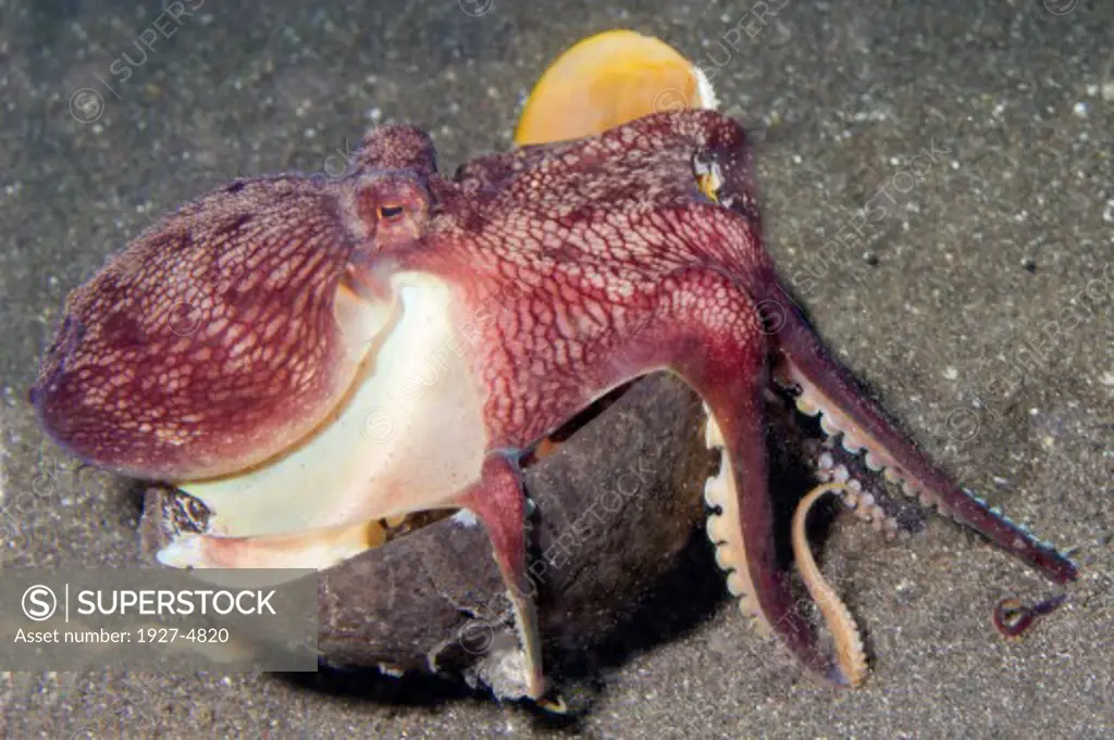 COconut Octopus carries around an empty coconot shell to use as armor.(Amphioctopus marginatus).Lembeh Straits,Indonesia