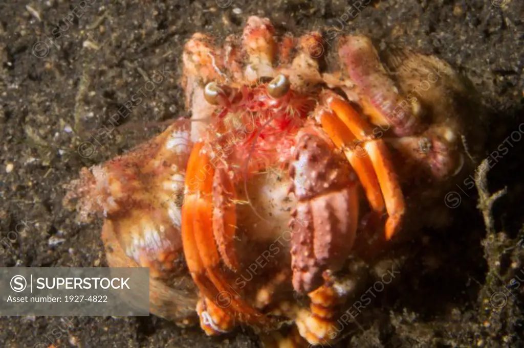 Anemone Hermit Crab carries Anemone on it's shell.(Darbanus pedunculatus).Lembeh Straits,Indonesia