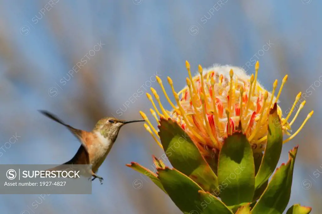 Allen's Hummingbird feeding of a Protea flower.(Selasporus sasin).Irvine,California