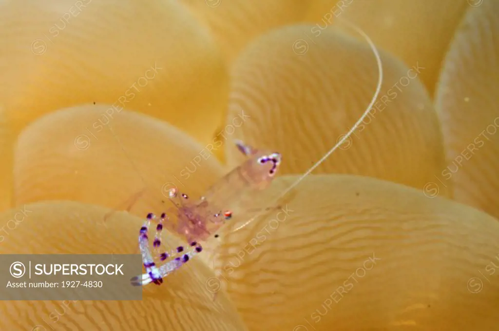 Sarasvati Anemone Shrimp.(Periclimenes sarasvati).Lembeh Straits,Indonesia
