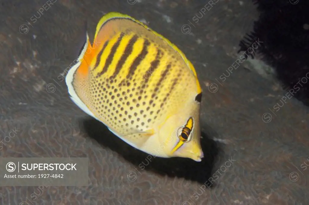 Spot-Banded Butterflyfish.(Chaetodon punctatofasciatus).Lembeh Straits,Indonesia
