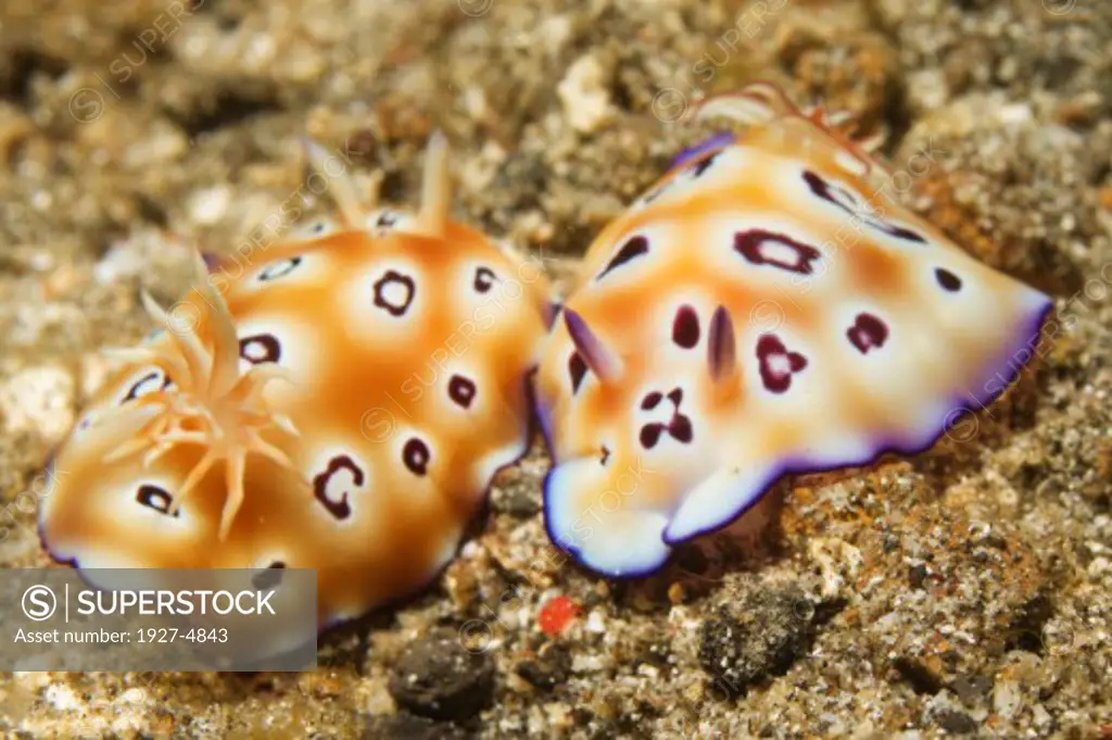 Pair of Tryon's Risbecia.(Risbecia tryoni).Lembeh Straits,Indonesia