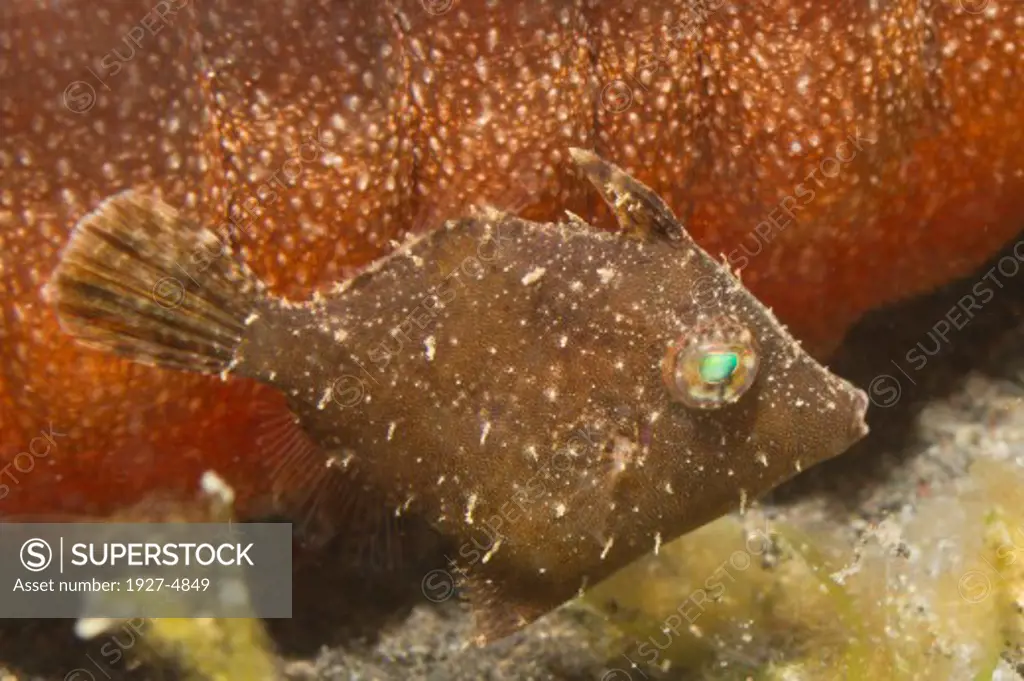 Tiny juvenile FIlefish tries to h ide by assuming the coloration and swimming near a Sea Cucumber.(Acreichthys sp.)