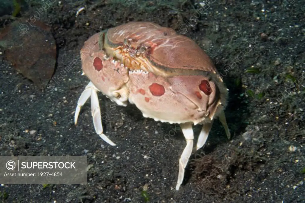 Spotted Box Crab.(Calappa philargius).Lembeh Straits, Indonesia