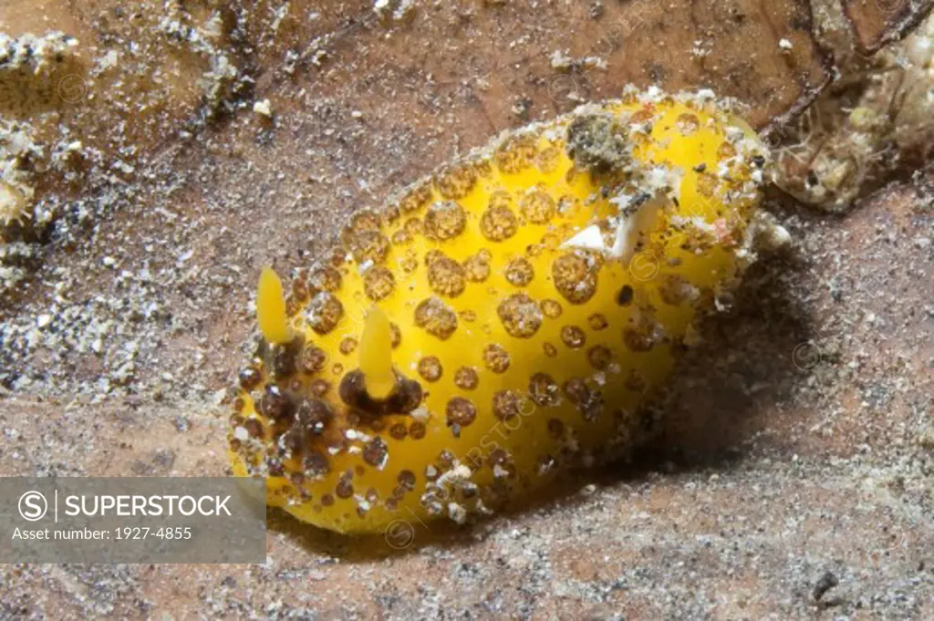 Dorid Nudibranch.(DOrid sp.).Lembeh Straits,Indonesia