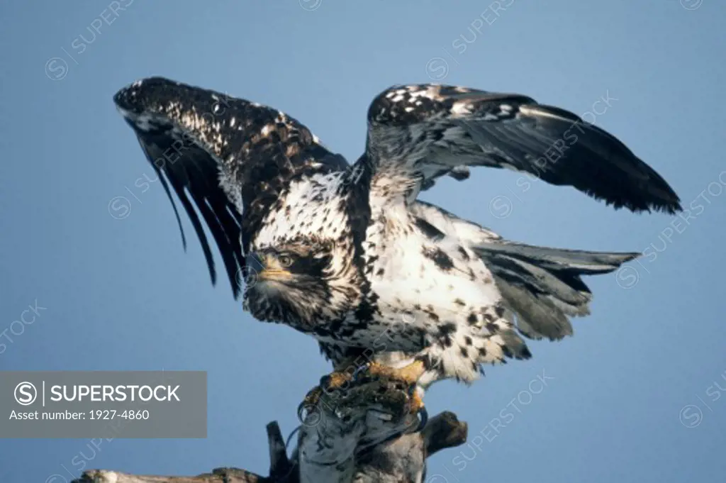 Immature Bald Eagle with wings up ready to take off.(Haliaeetus leucocephalus).Homer, Alaska