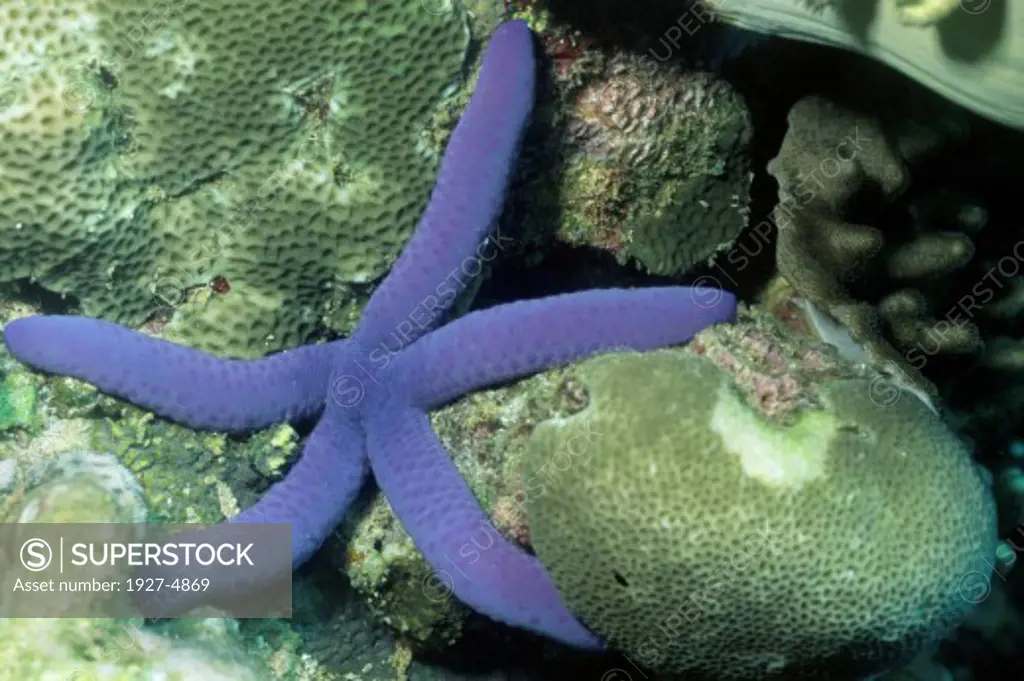 Blue Sea Star.(Linckia laevigata).Solomon Islands
