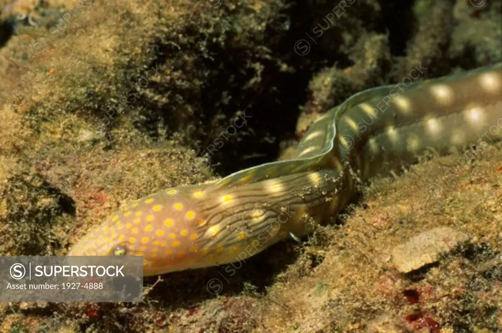 Sharptail Eel.(Myrichthys breviceps).Bonaire