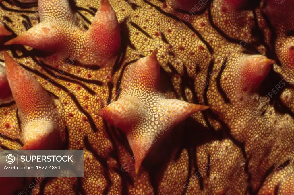 Seas Star closeup of tubercles.Solomon Islands