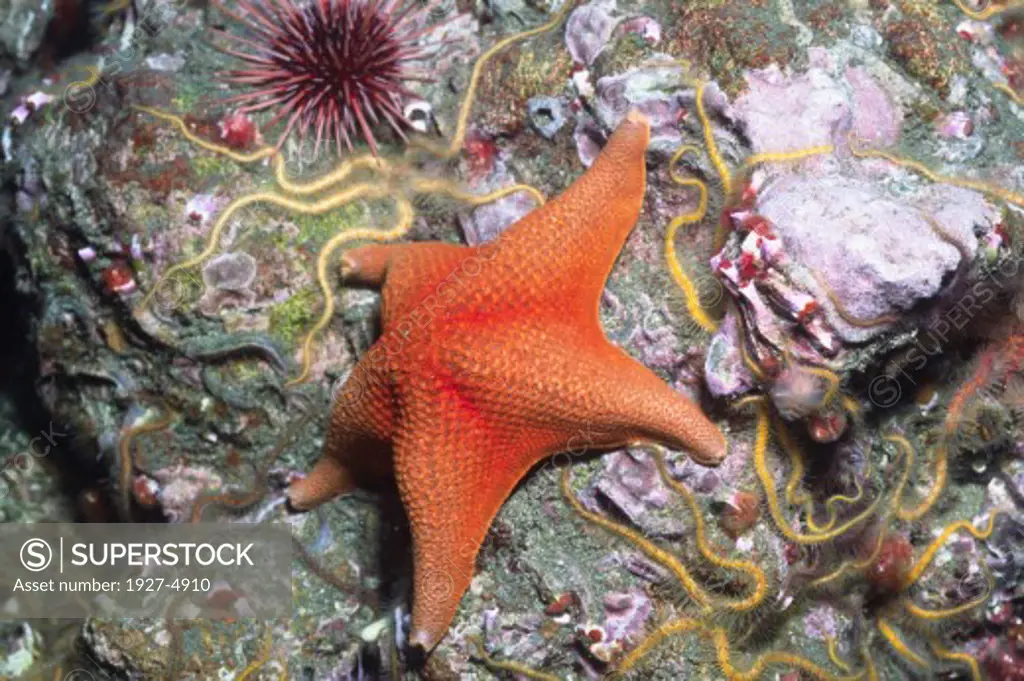 Bat Star with Spiny Brittle Stars and Sea Urchin.(Asterina miniata with Ophiothrix spiculata).Channel Islands National Park, California