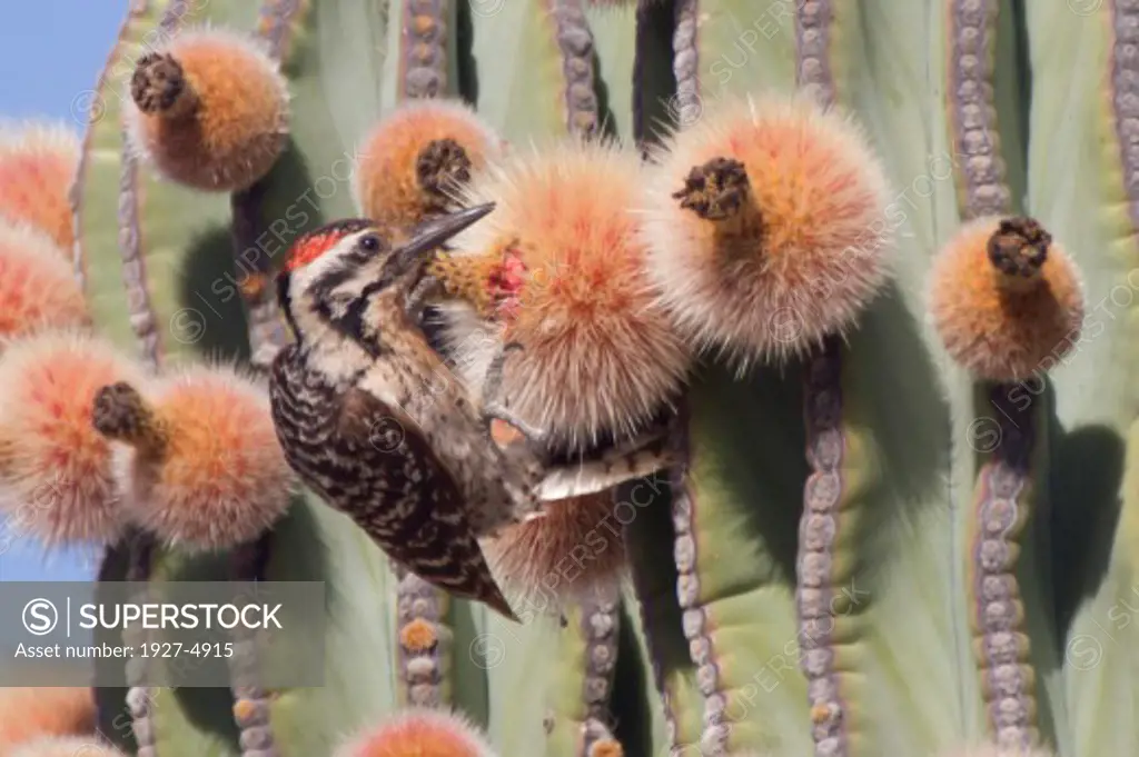 Ladder-Backed Woodpecker eating Cardon Cactus pear fruit.(Picoides scalaris eating Pachycereus pringlei).Baja California