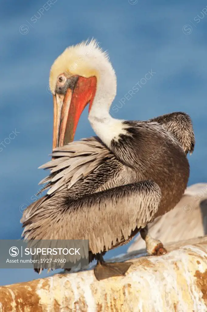 Brown Pelican in full breeding colors grooming.(Pelecanus occidentalis).La Jolla, California
