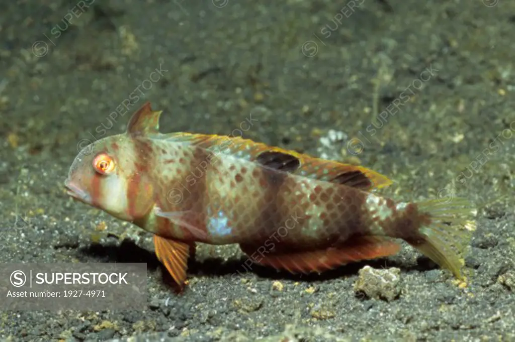 Whitepatch Razorfish in juvenile form.(Iniistius anetensis).Lembeh Straits,Indonesia