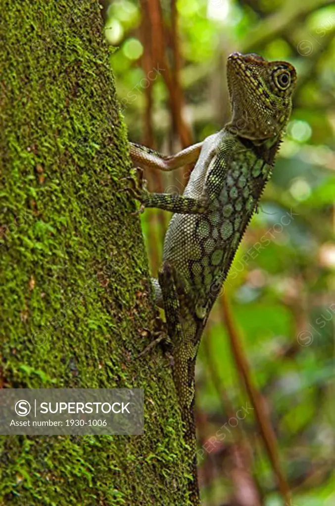 Aphaniotis lizard ona branch