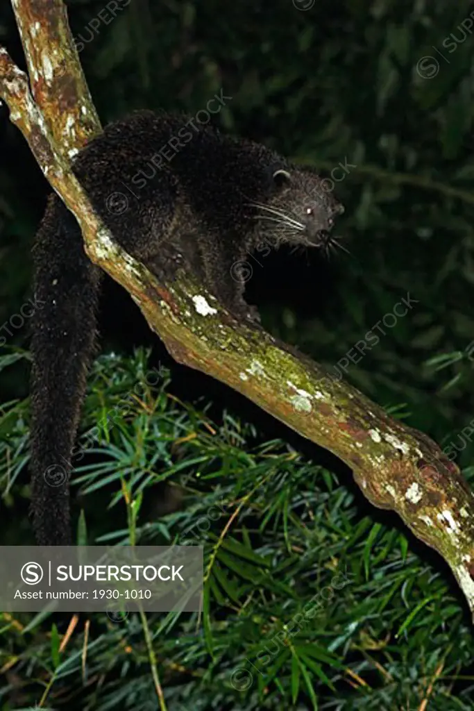 Binturong Arctictis binturong on a branch in the night