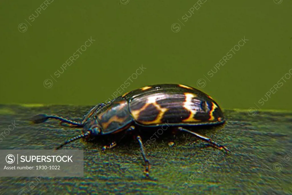 bornean colorful beetle