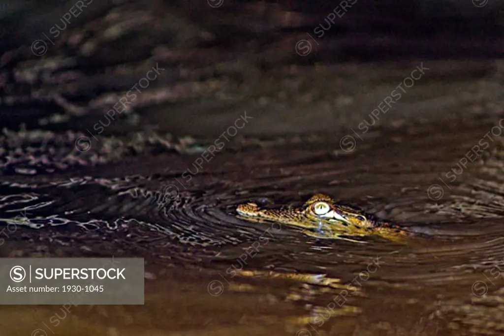 Estuarine crocodile or saltwater crocodile Crocodylus porosus swiming and resting at night