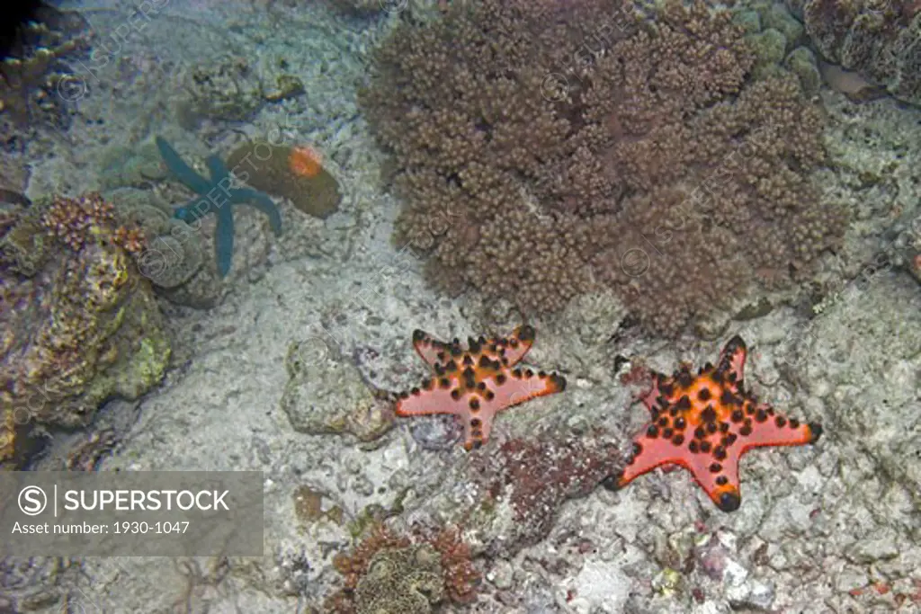 Underwater starfish in sipadan island Borneo
