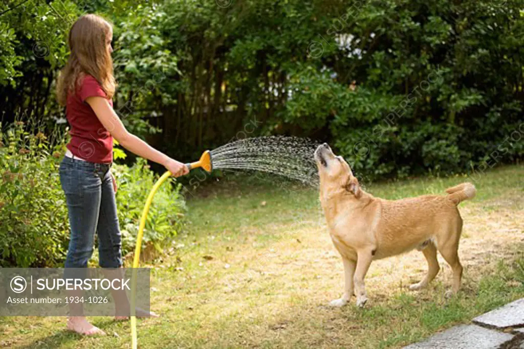 Teen girl showering her labrador retriever in the garden