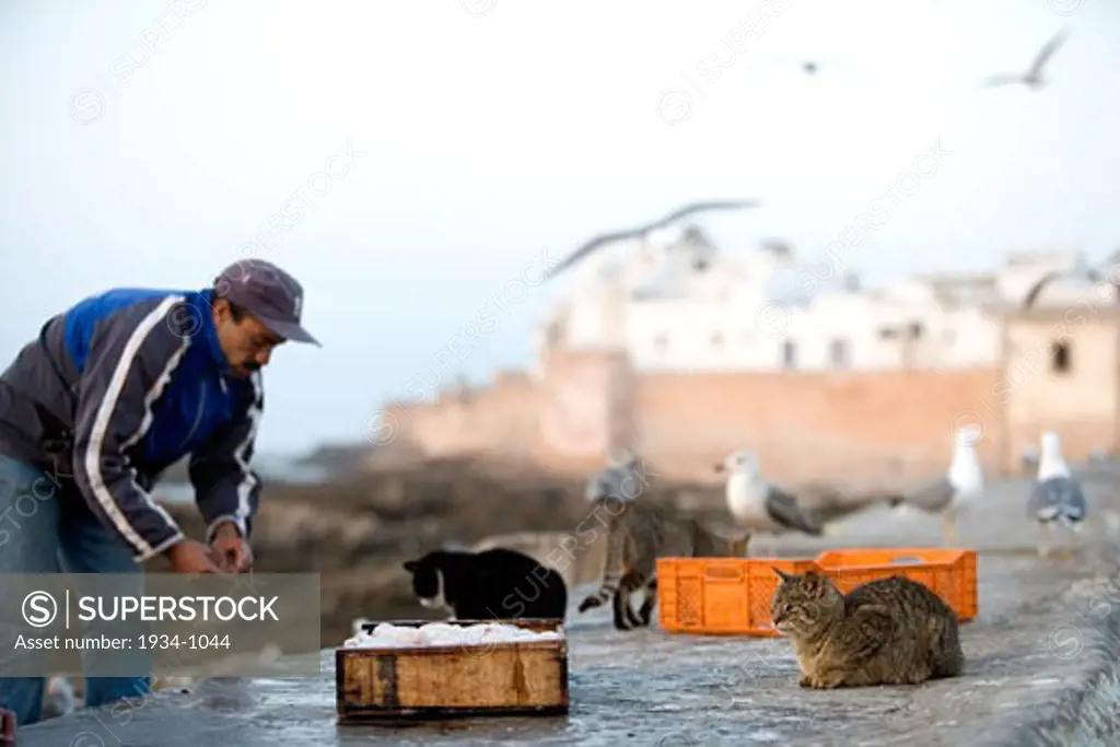 Man feeding cats Essaouira Morocco Africa