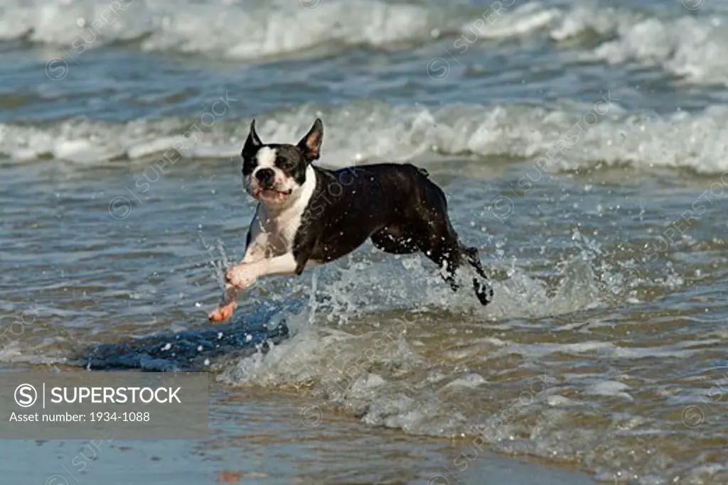 Boston terrier playing on the beach