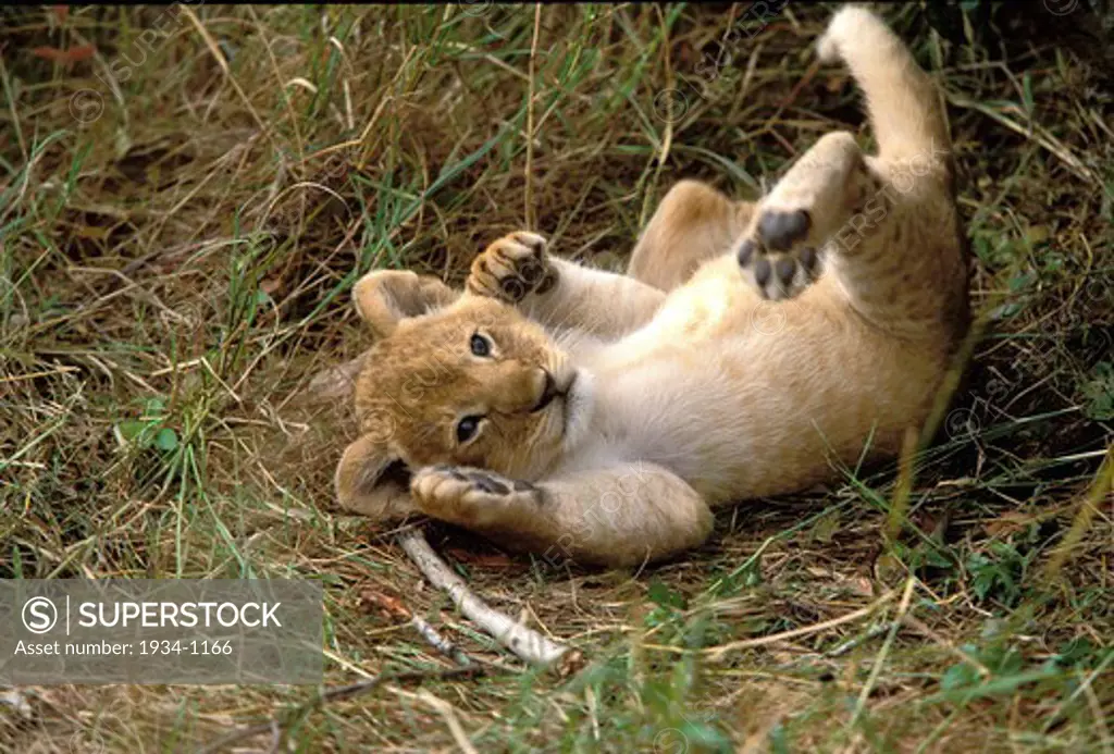 Kenya, Masai Mara reservation, Close-up of young Lion (Panthera leo)