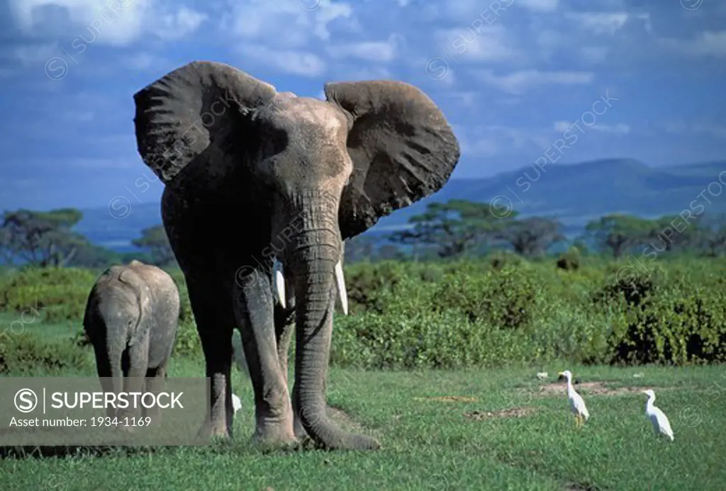 Kenya, Masai Mara reservation, Front view of African Elephant (Loxodonta Africana)