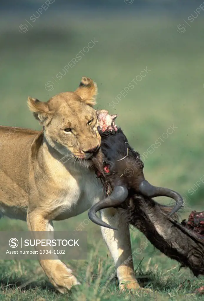 Kenya, Masai Mara reservation, View of Lion (Panthera leo) eating antilope