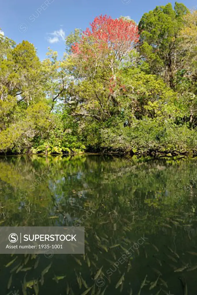 Mangrove snapper Lutjanus griseus Chassahowitzka river Florida