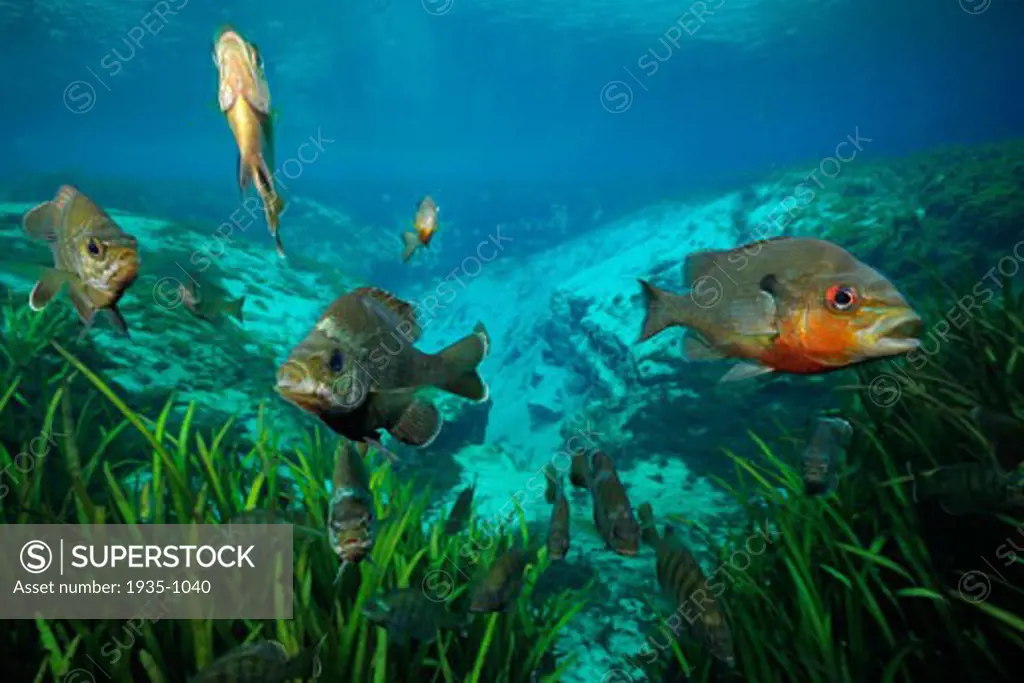 Bluegill Lepomis macrochirus and Redbreast sunfish Lepomis auritus Alexander springs Florida