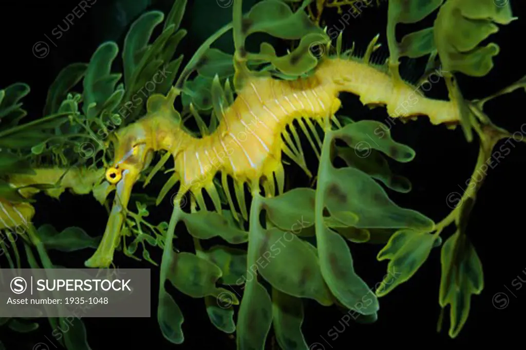 Leafy sea dragon Phycodurus eques captive Florida