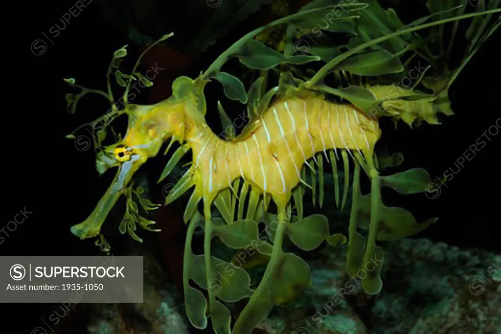Leafy sea dragon Phycodurus eques captive Florida