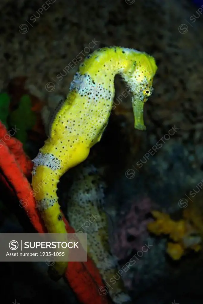 Yellow seahorse Hippocampus kuda captive Florida
