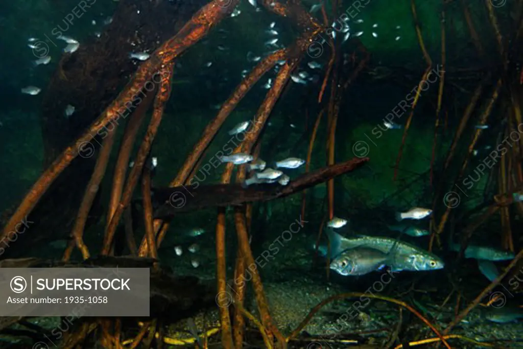 Silversides and minnows in mangrove roots captive Florida