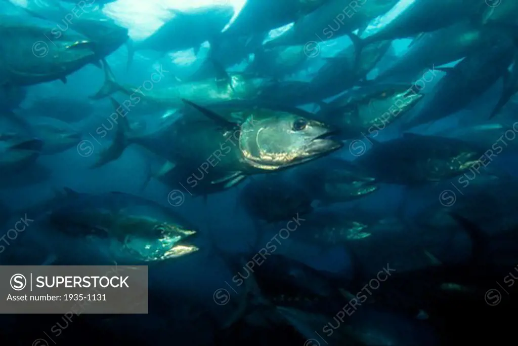 Bluefin Tuna Thunnus thynnus Mexico Pacific Ocean