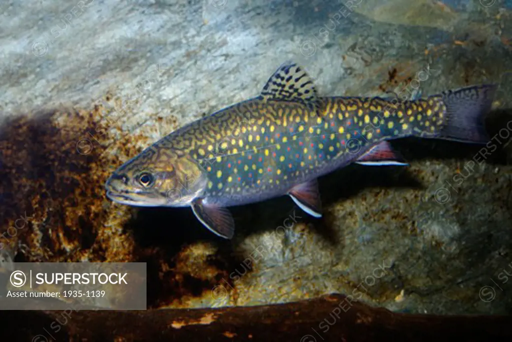 Brook trout Salvelinus fontinalis captive