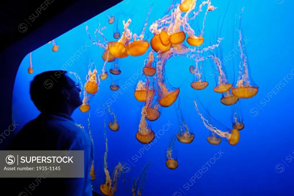 Black sea nettle Chrysaora achlyos jellyfish display Monterey Bay Aquarium Monterey California