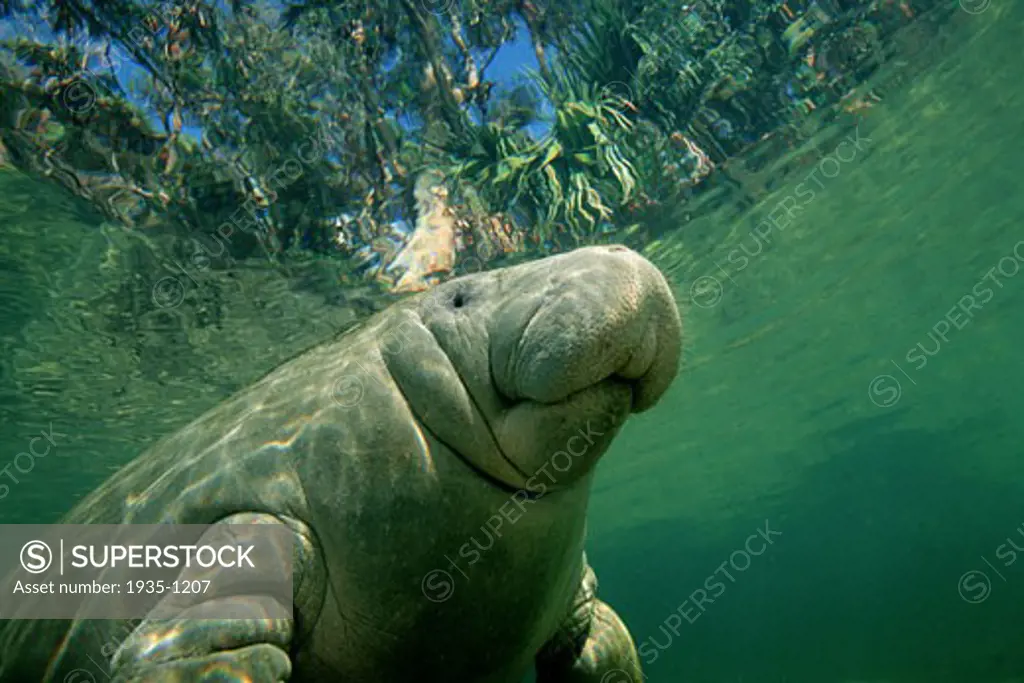West Indian Manatee Trichechus manatus are endangered and attracted to the warm and shallow water of springs when the ocean water cools  Florida