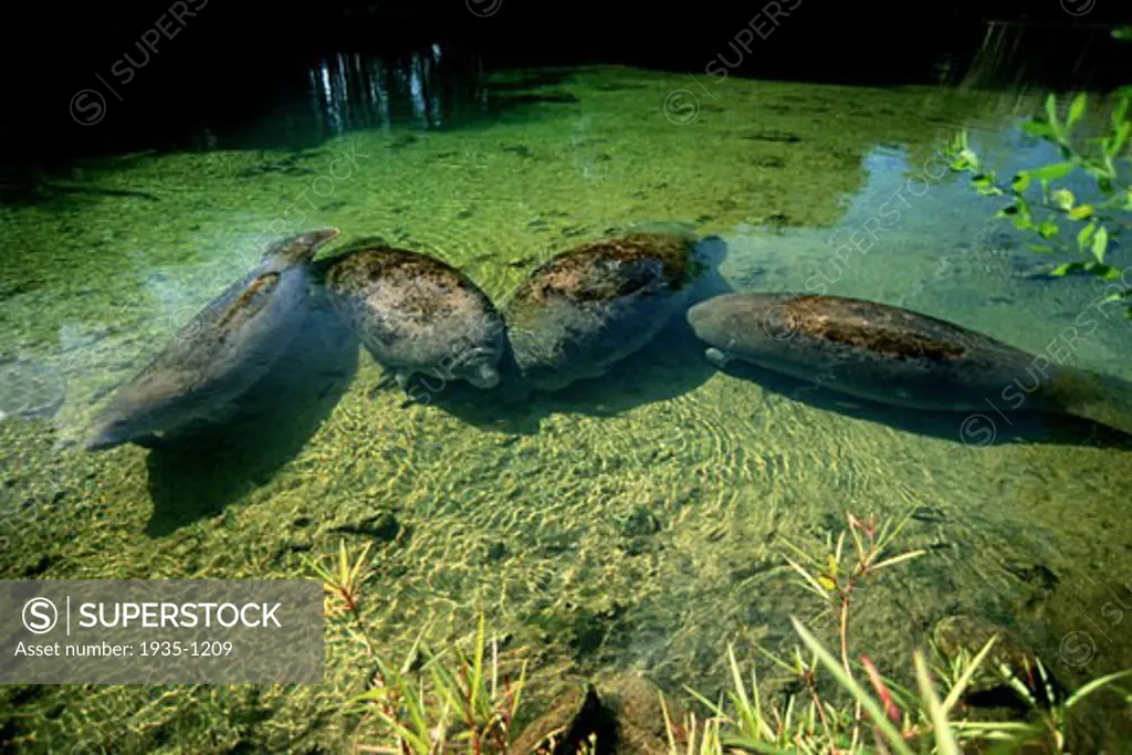 West Indian Manatee Trichechus manatus are endangered and attracted to the warm and shallow water of springs when the ocean water cools  Florida