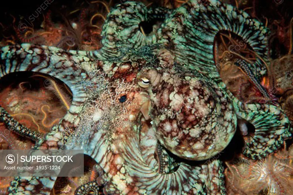 Two spot octopus Octopus bimaculatus California Pacific Ocean